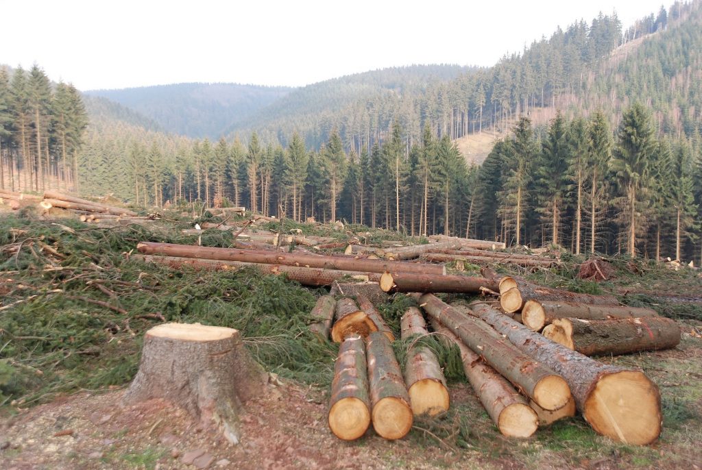 Deforestation Facts: trees cut down for their timber.