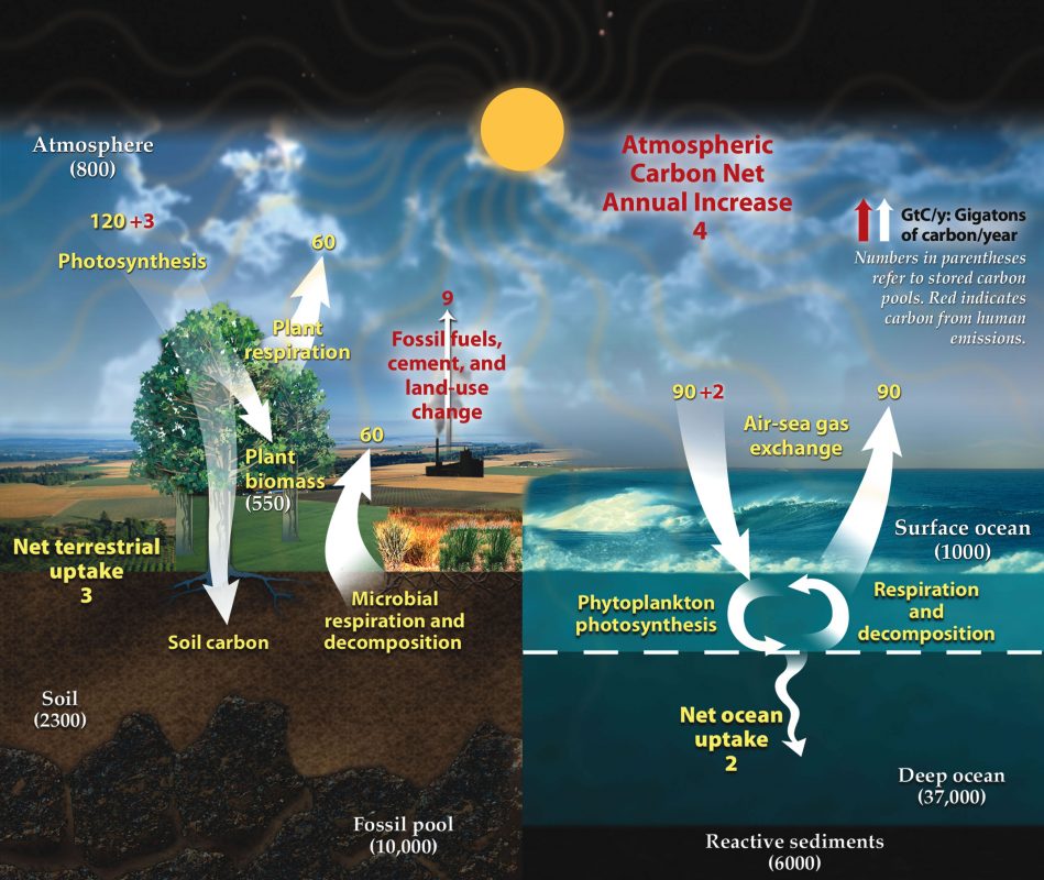 The Deforestation Carbon Cycle - Climate Transform