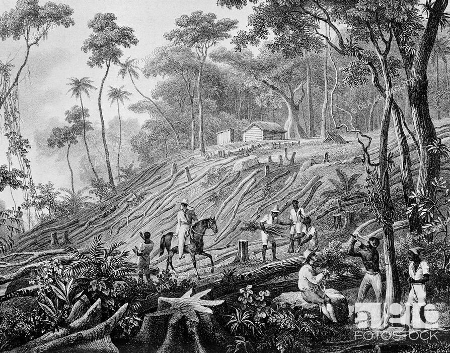 The History of Deforestation: The Past and Origins - Climate Transform